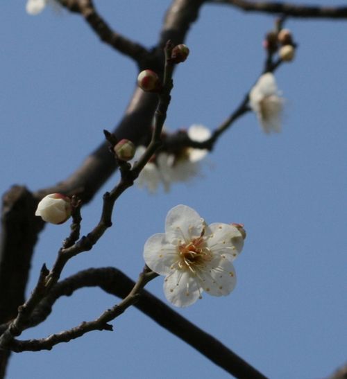 ume5