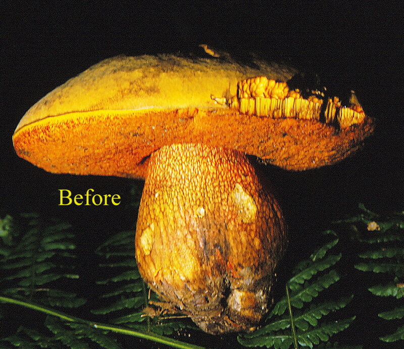 Boletus_luridus_1985_7_13_Ach_res_before