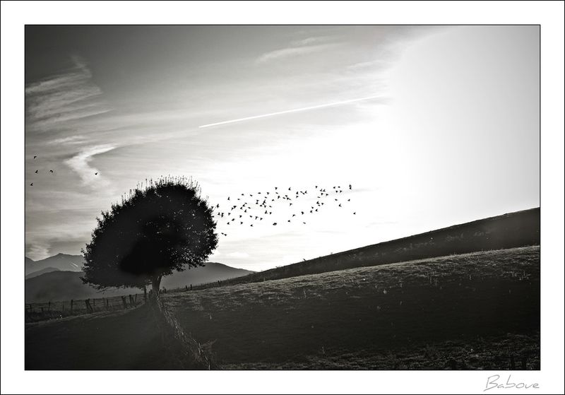 le_nid_copie_900