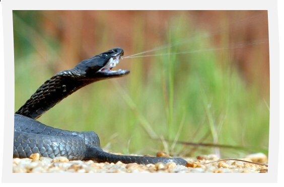 cobra 2
