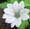 Geranium versicolor 'Snow White'