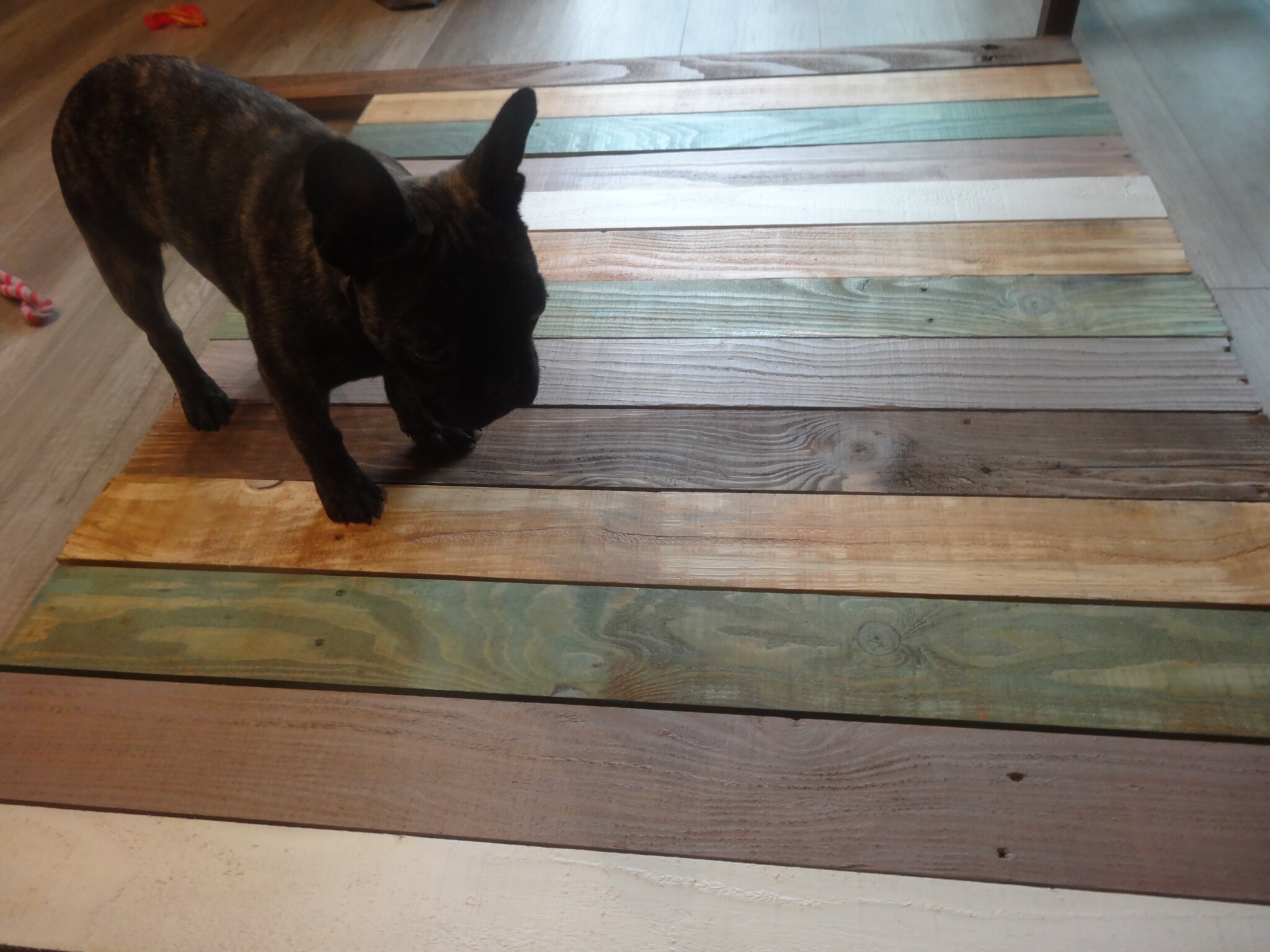Letto in legno per cani: lettini brandine cani. divano sofa per ... Letto castello fadda fai da te