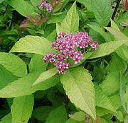 spiraea_japonica_goldflame_1