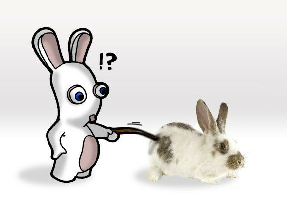 lapin