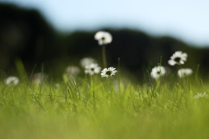 daisies01