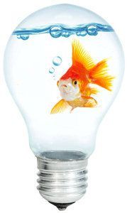 wistiti57_1272351451-poisson-rouge-ampouleb