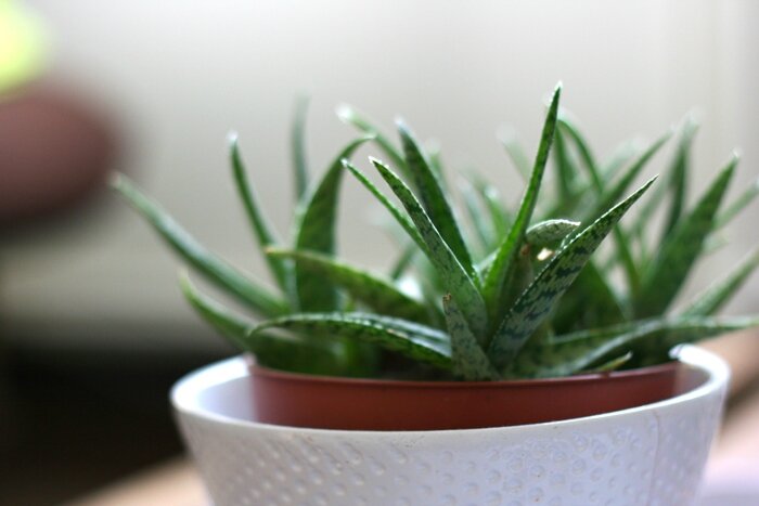 plantes (5)
