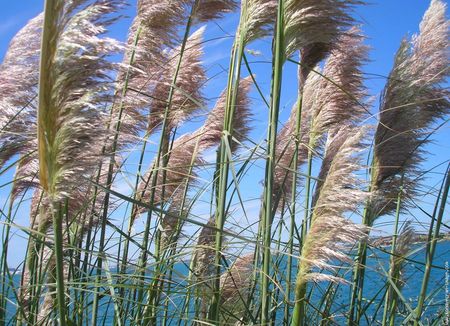 phragmites