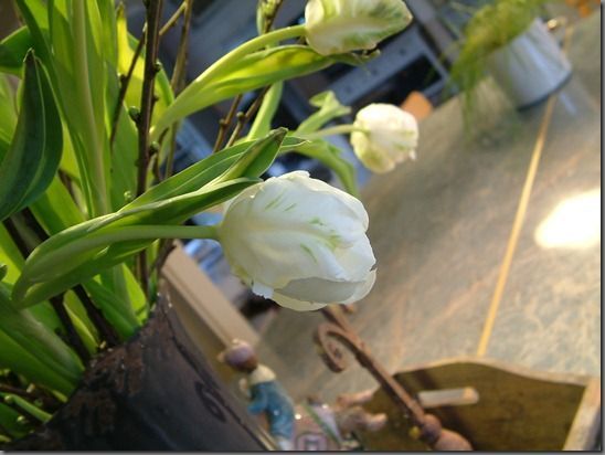 DSCF0042 DSCF0042