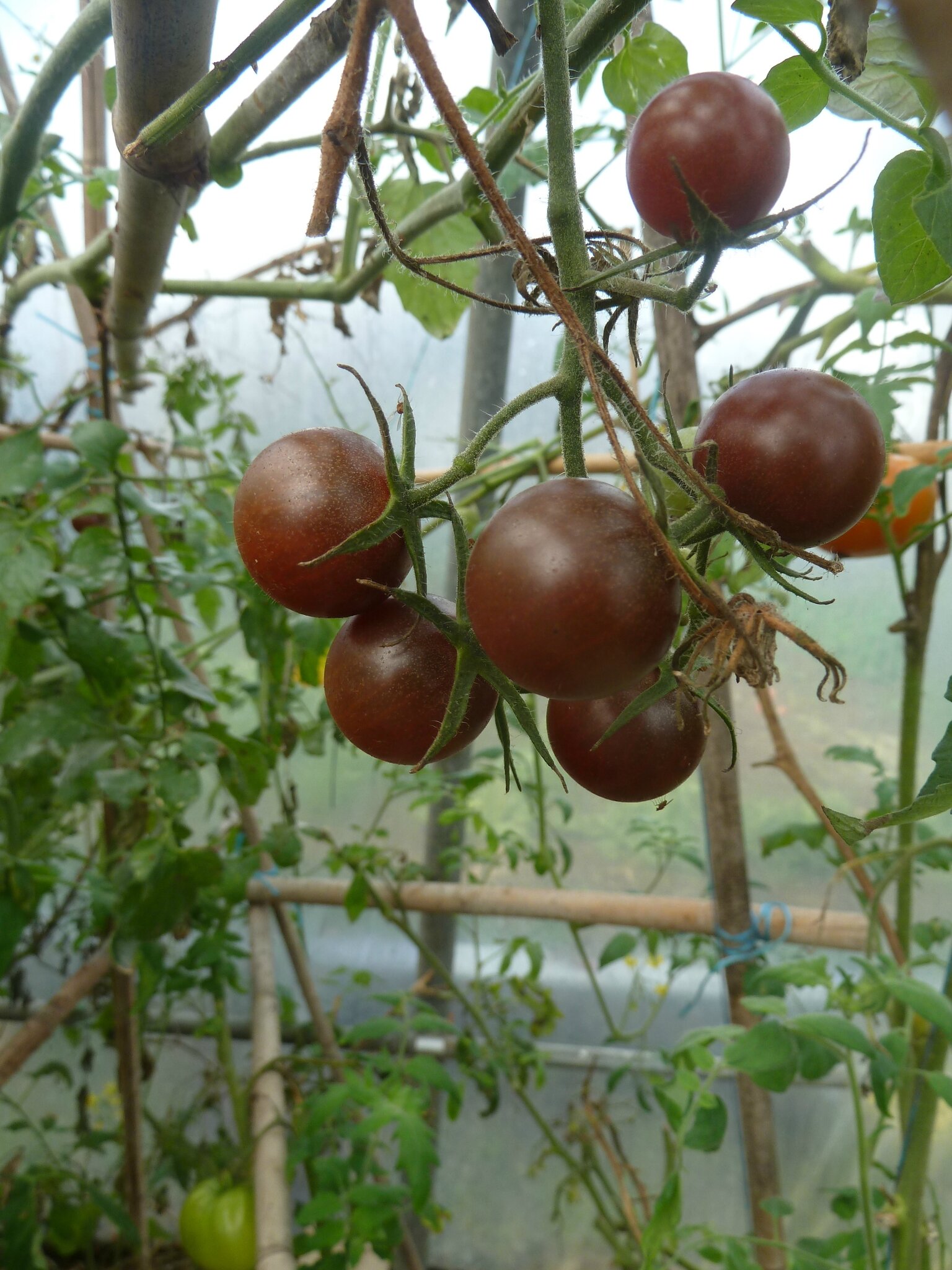 3 decembre serre et usine à fumier passion potager