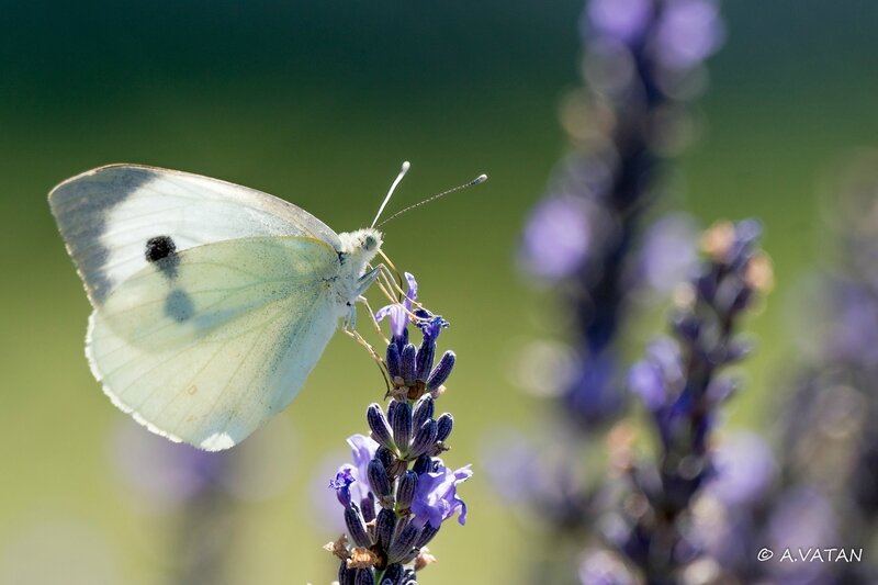 Papillon Napi-4542
