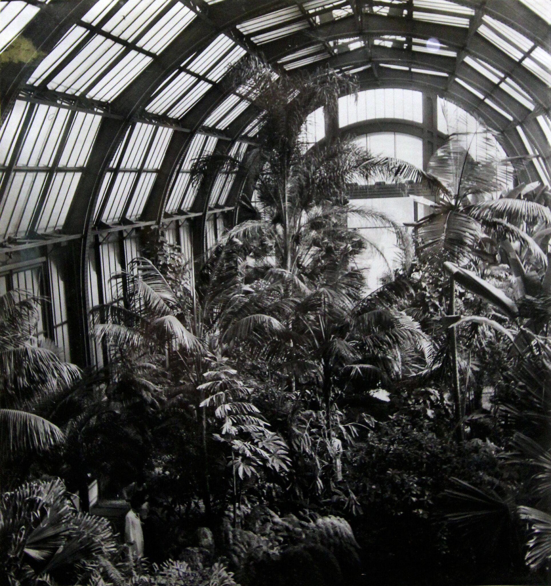 Jardin des plantes : tous les messages sur jardin des plantes ...