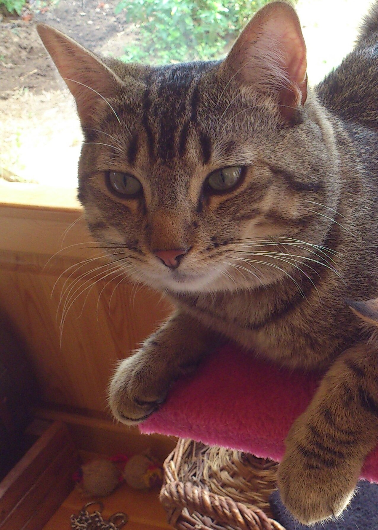 Chat lycos