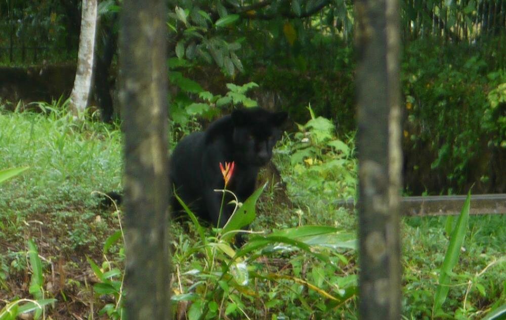puma noir guyane puma noir guyane