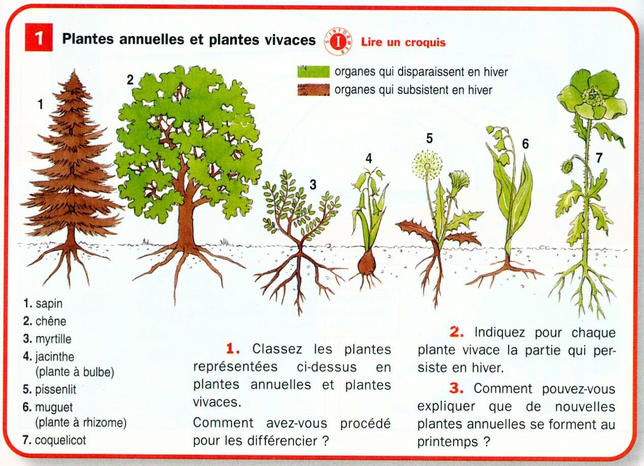 Le traitement contre les lamblias chez les enfants par les moyens nationaux