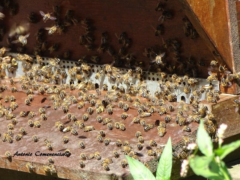 Abeilles