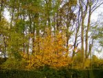 automne_anges_du_doll
