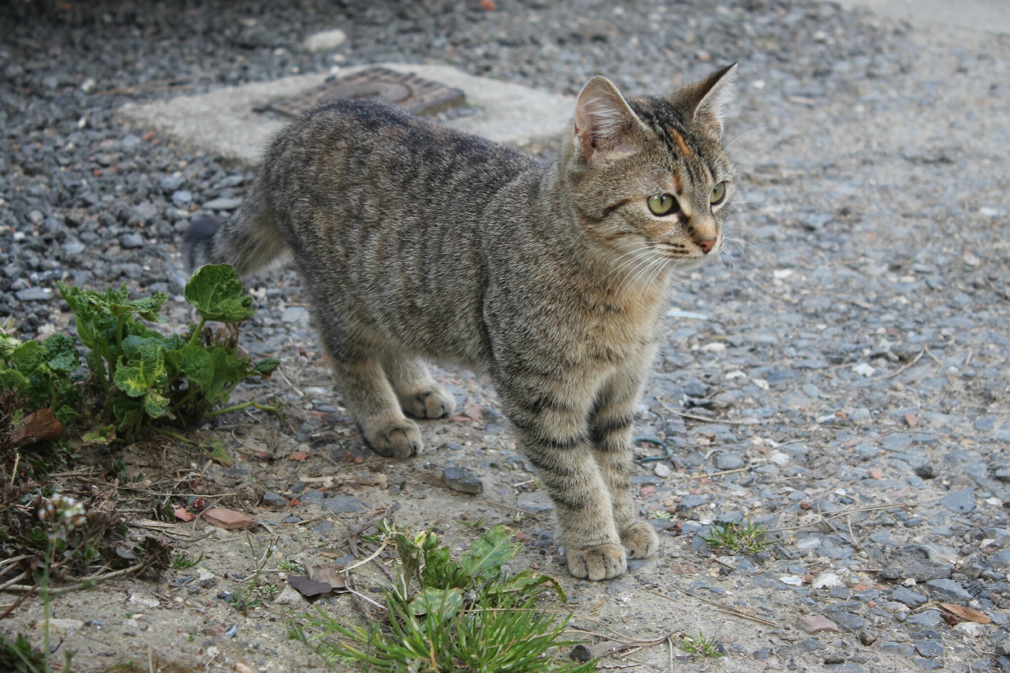 Chat gratuit 75