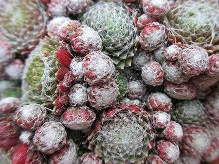 blog cactus
