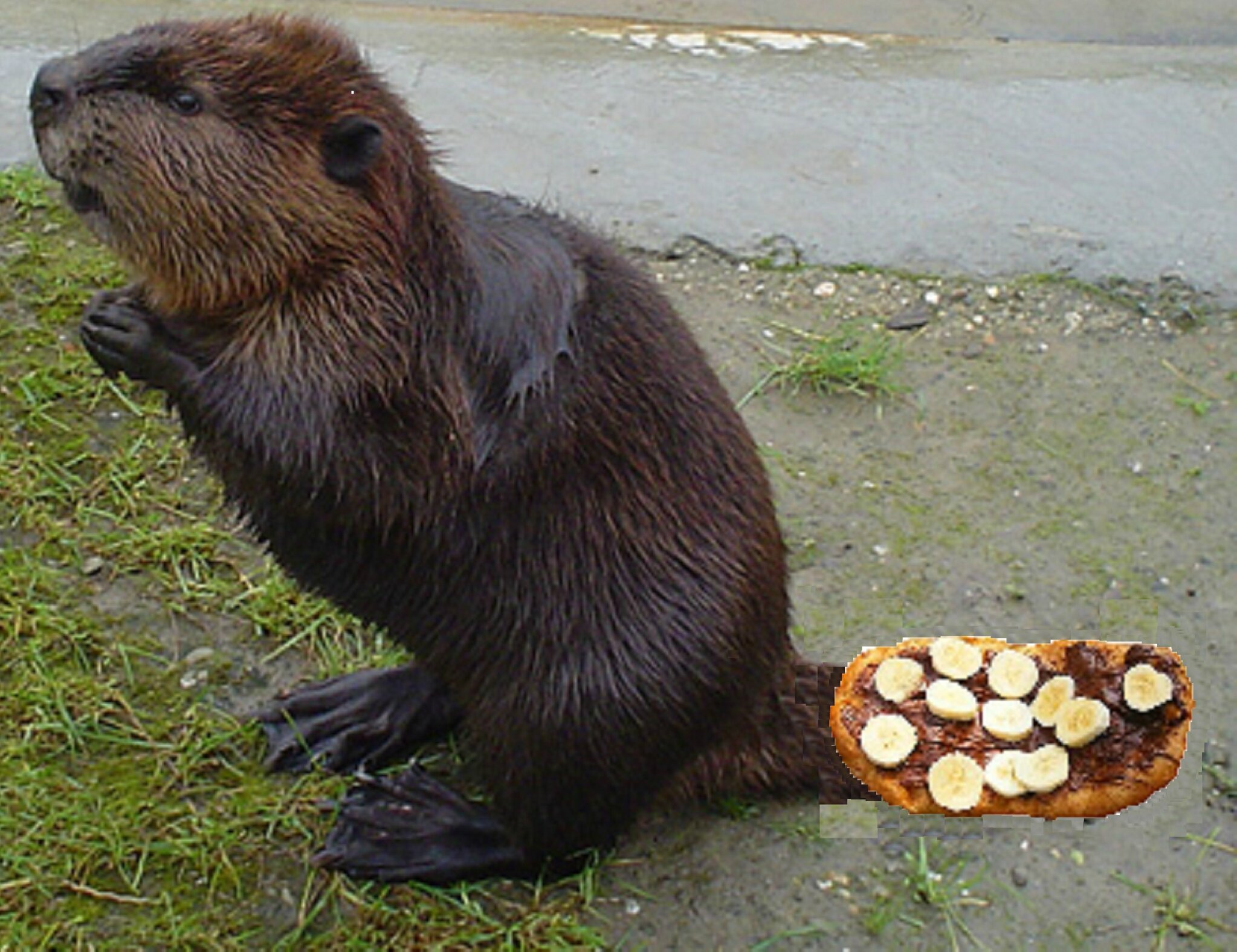 Les "queues de castor" Bon ok, c'est aussi le pays des castors...je ne voudrais pas être à l