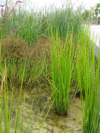 juncus_effusus