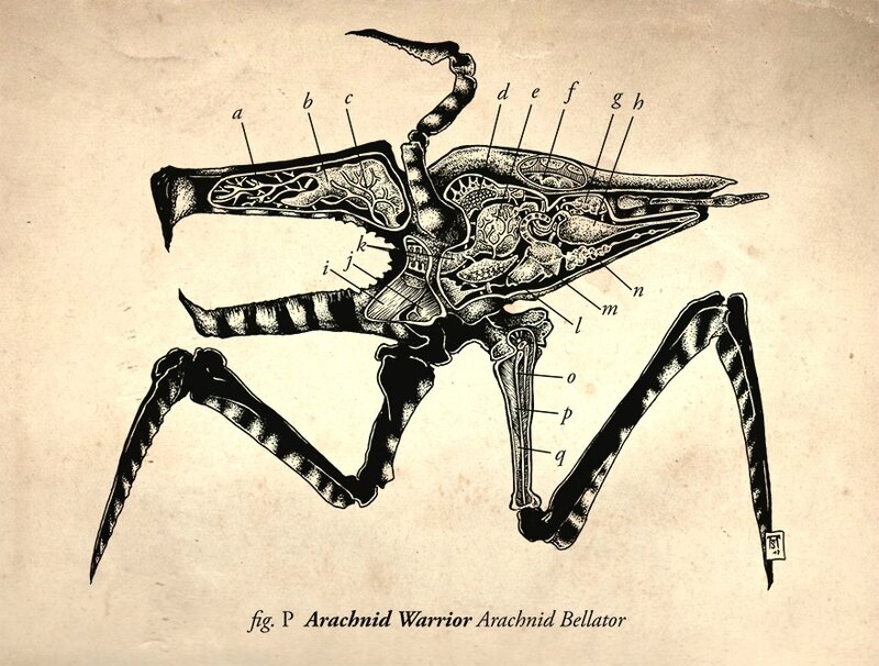 arachnidbellator