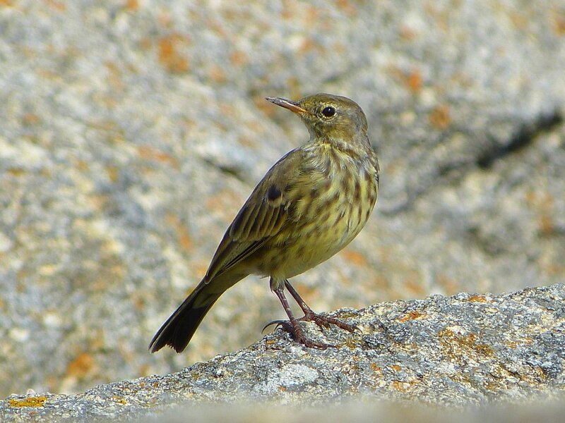 pipit