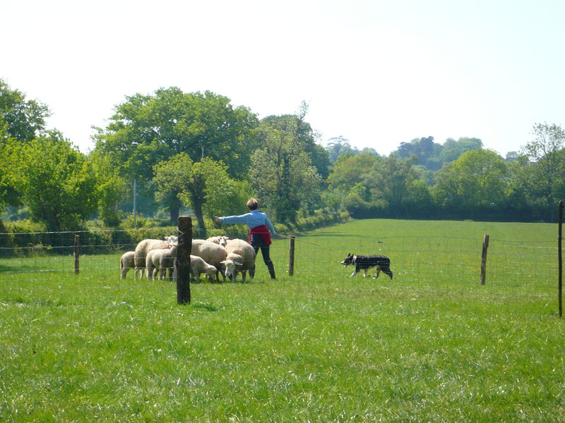 FORMATION DRESSAGE CHIENS DE BERGER - Association des FORMATION DRESSAGE CHIENS DE BERGER - Association des