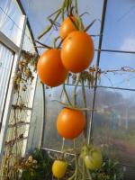 6-dernières tomates (1)