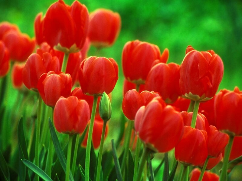 photo%20tulipe-1