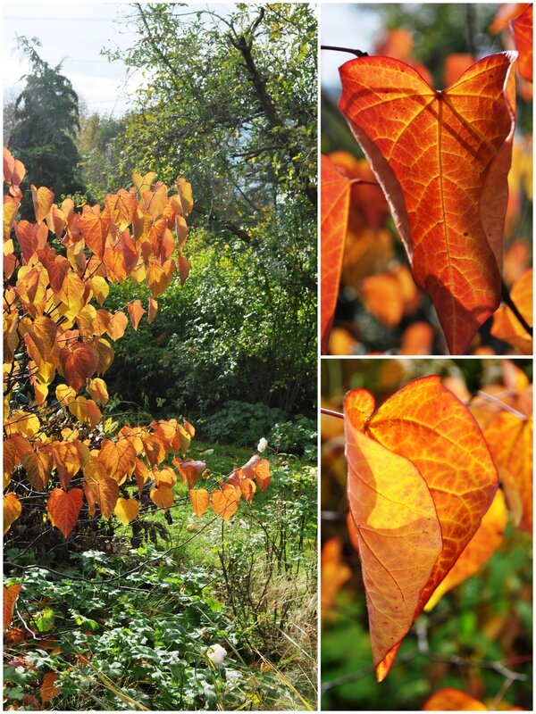 cercis canadensis1