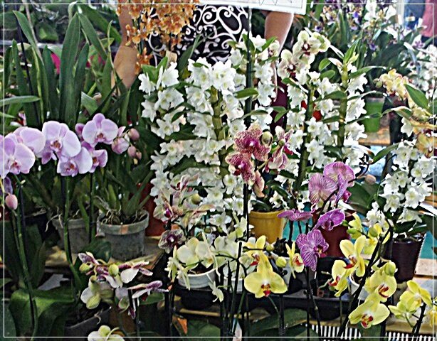 ORCHIDEES AA
