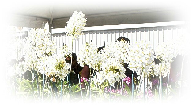 ORCHIDEES BLANCHES EN COROLLE