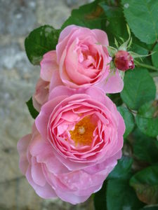bessin_023