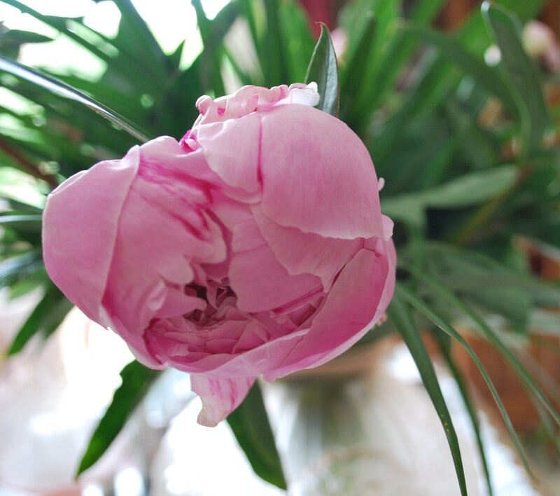 Pivoine fête des mères 2014 008