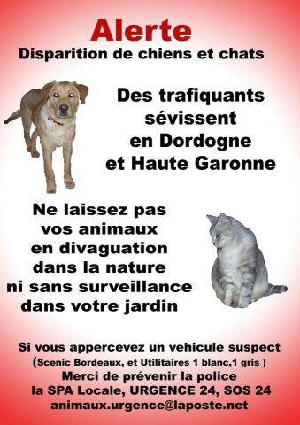 Vols de chiens et chats - Associations Les Chabadas (40) Vols de chiens et chats - Associations Les Chabadas (40)