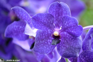 Orchidee_14