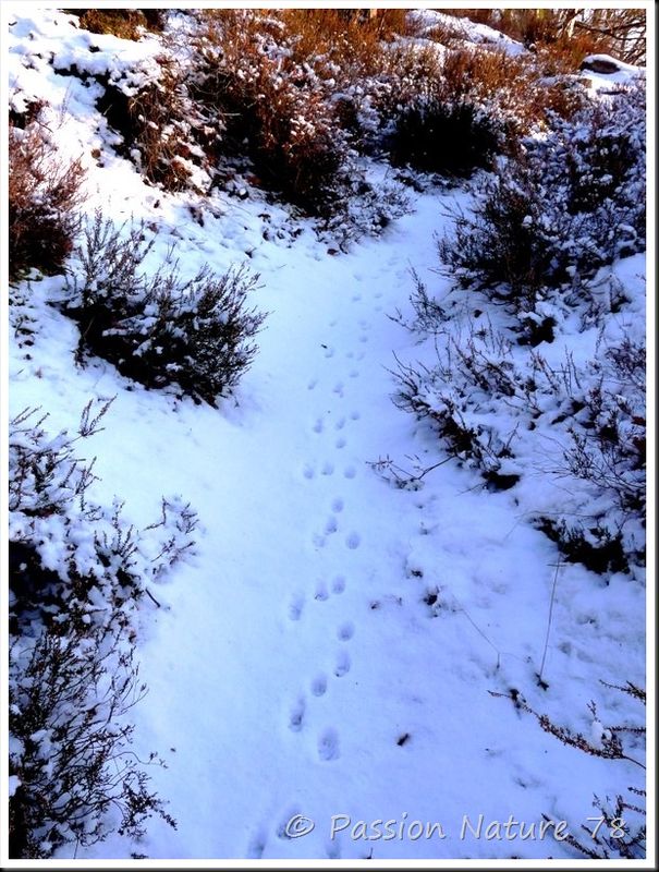 Traces d'animaux dans la neige (20)