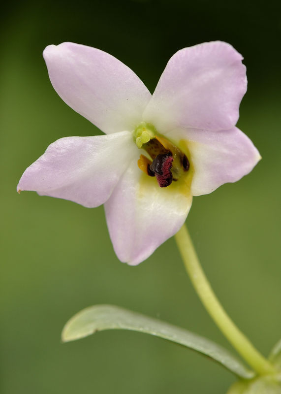 _DSC0134_Dendrobium_trantuanii_2