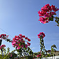 _DSC0314