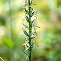 Orchis verdâtre - Platanthera clorantha (1)