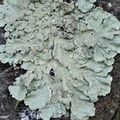 Les lichens permettent d'évaluer la qualité de l'air