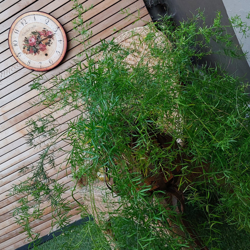 mon jardin le 1 aout 2022-001