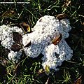 Les blobs ni plante ni-animaux ni champignon...