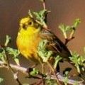 Bruant jaune, Emberiza citrinella