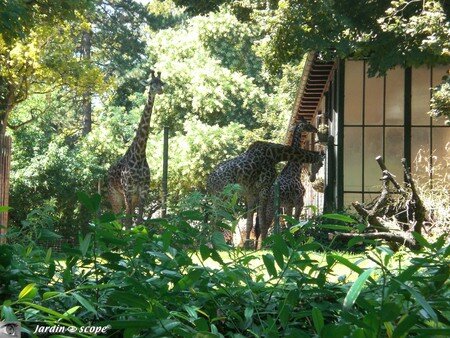 6655_Girafes