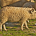 ... et ceci n'est pas un mouton — P1010738