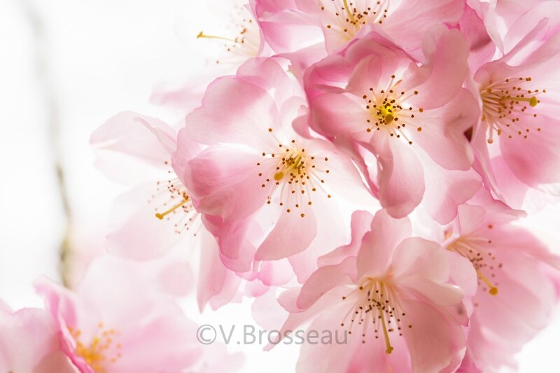 cerisier-japon15-01