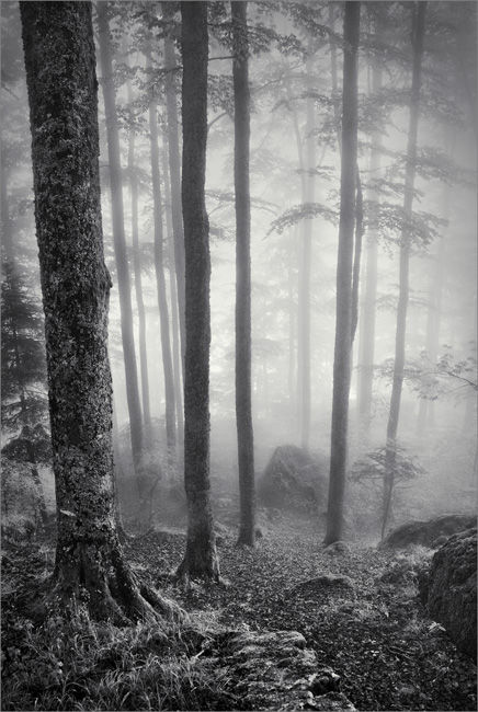foret
