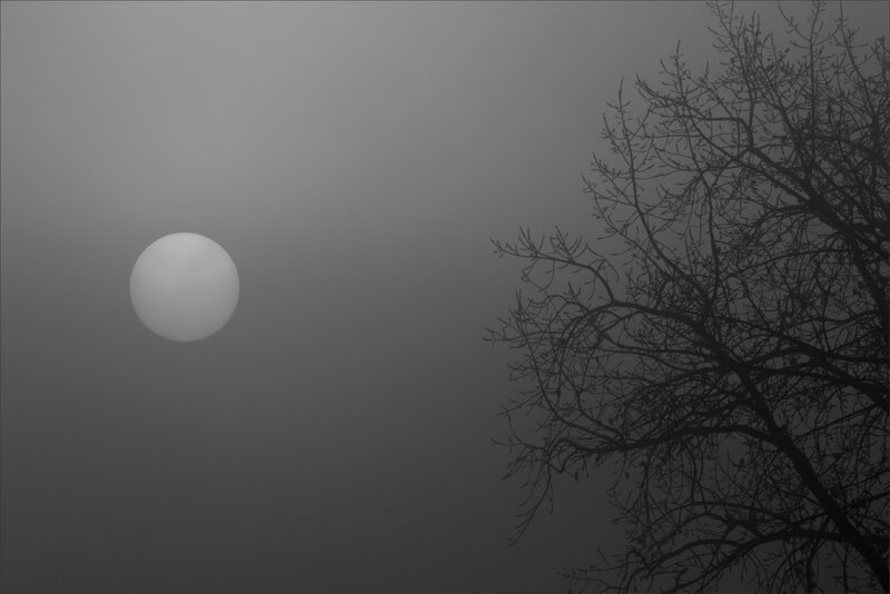Brouillard soleil branches 291117